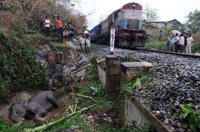 Baby elephant was ran over (6 pics)