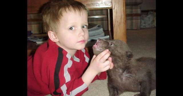 Having a 800-pound grizzly for a friend (23 pics)