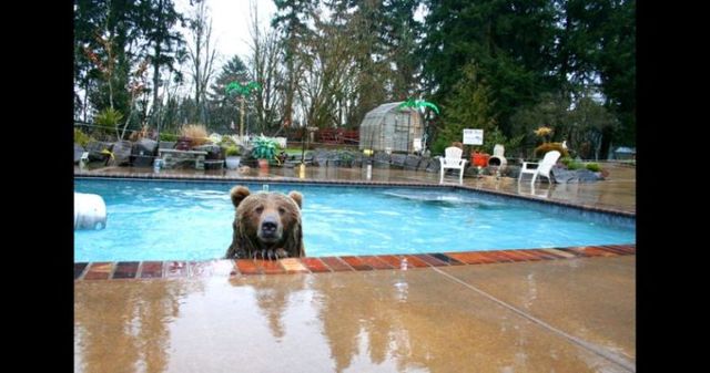 Having a 800-pound grizzly for a friend (23 pics)