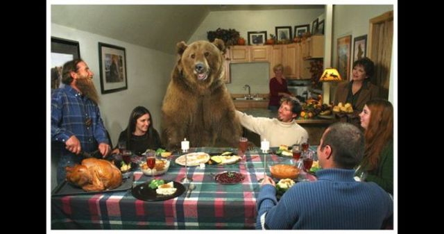 Having a 800-pound grizzly for a friend (23 pics)
