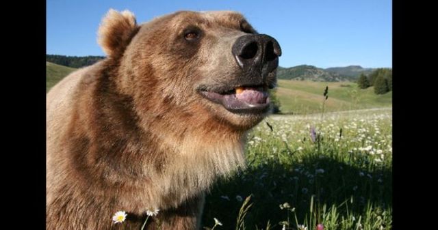 Having a 800-pound grizzly for a friend (23 pics)