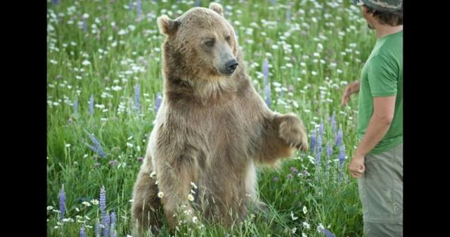 Having a 800-pound grizzly for a friend (23 pics)