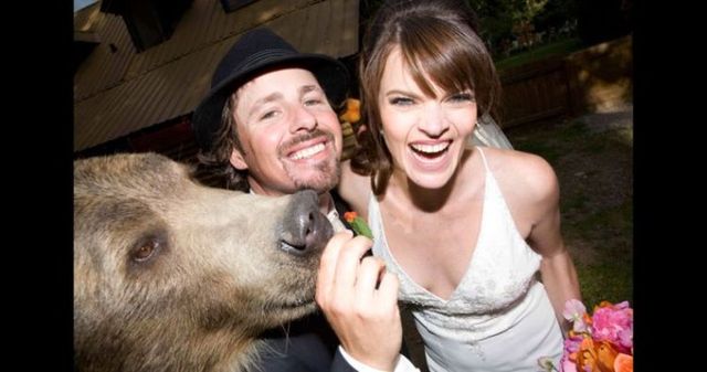 Having a 800-pound grizzly for a friend (23 pics)