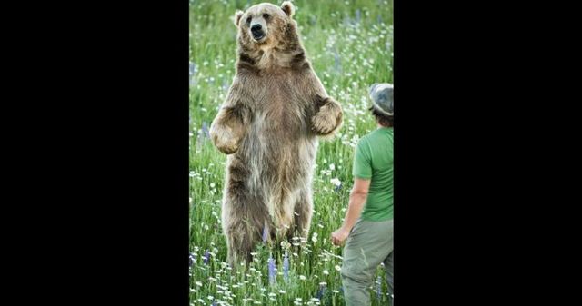 Having a 800-pound grizzly for a friend (23 pics)