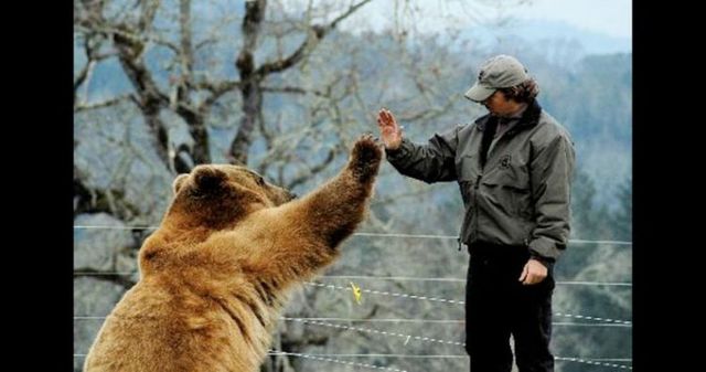 Having a 800-pound grizzly for a friend (23 pics)