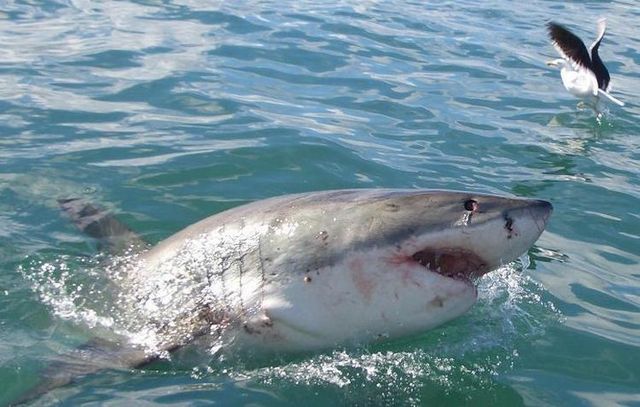 White shark leaps (7 pics)