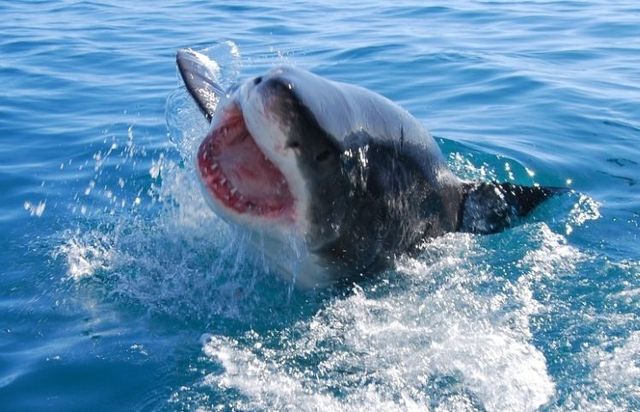 White shark leaps (7 pics)