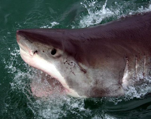 White shark leaps (7 pics)
