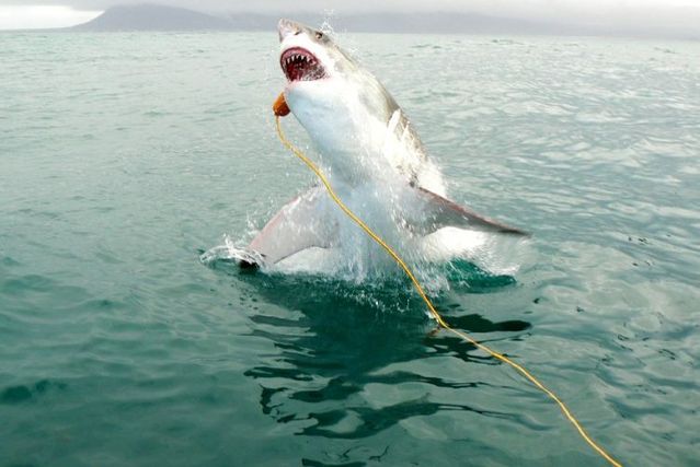 White shark leaps (7 pics)