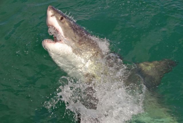 White shark leaps (7 pics)