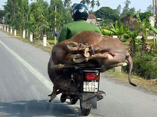 Transporting in Asian way (23 pics)