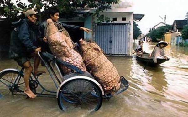 Transporting in Asian way (23 pics)