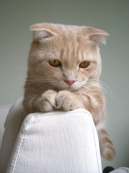 Garfield in real life (43 photos + 2 videos)