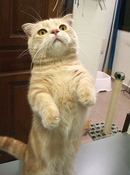 Garfield in real life (43 photos + 2 videos)