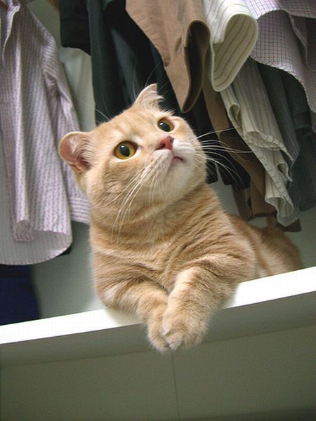 Garfield in real life (43 photos + 2 videos)