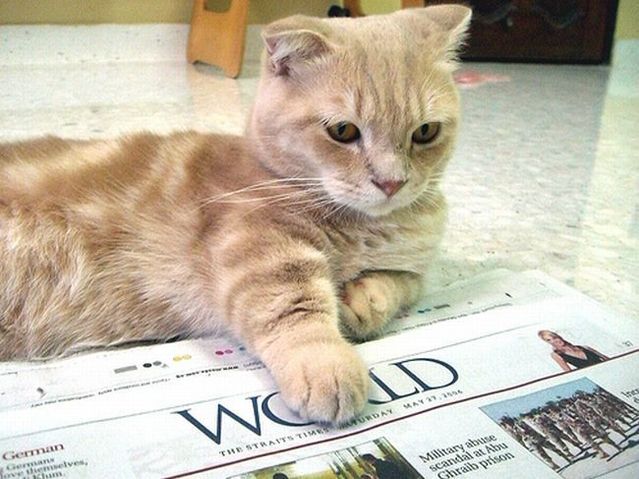 Garfield in real life (43 photos + 2 videos)