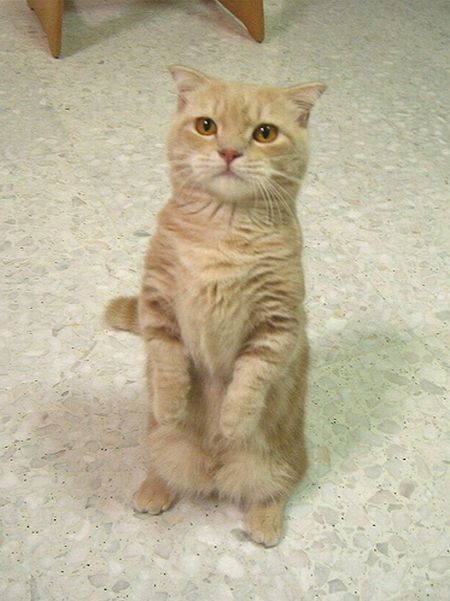Garfield in real life (43 photos + 2 videos)