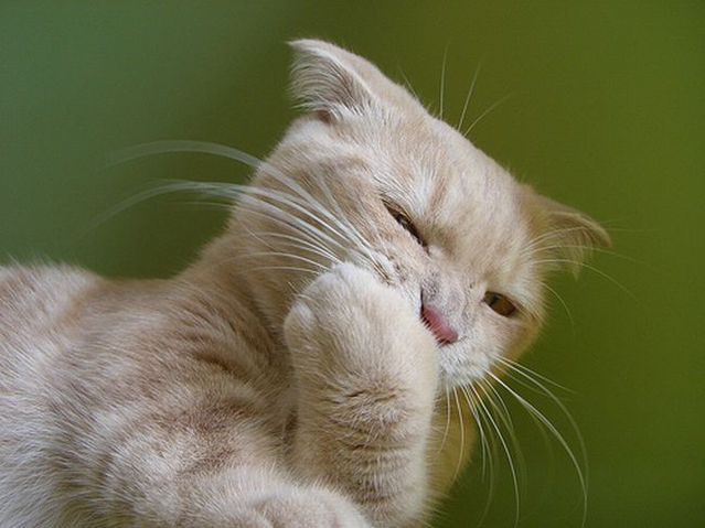 Garfield in real life (43 photos + 2 videos)