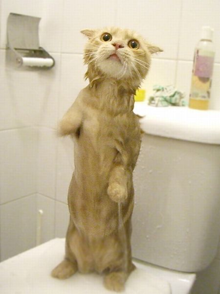 Garfield in real life (43 photos + 2 videos)