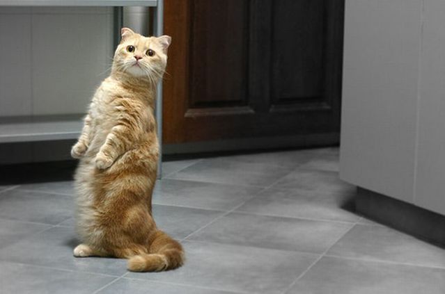 Garfield in real life (43 photos + 2 videos)