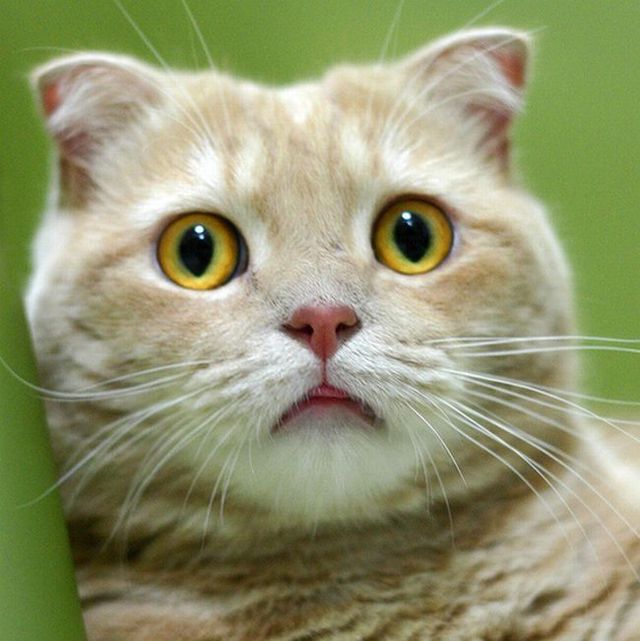 Garfield in real life (43 photos + 2 videos)