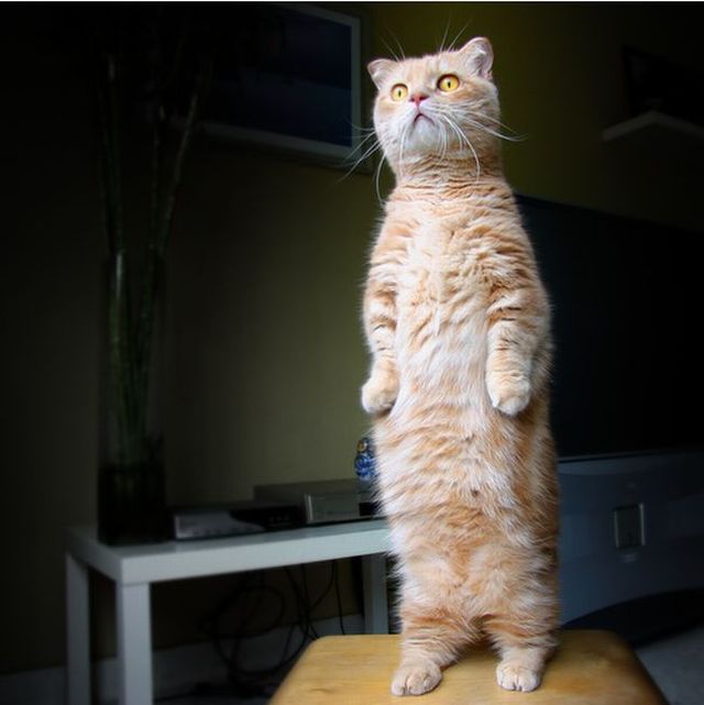 Garfield in real life (43 photos + 2 videos)