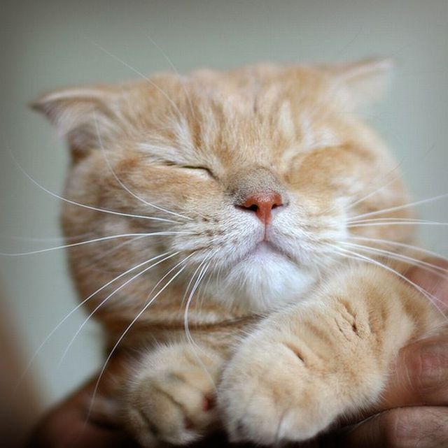 Garfield in real life (43 photos + 2 videos)