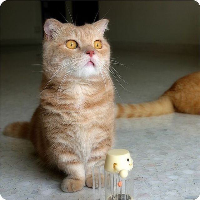 Garfield in real life (43 photos + 2 videos)