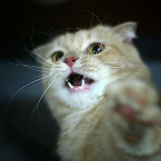 Garfield in real life (43 photos + 2 videos)
