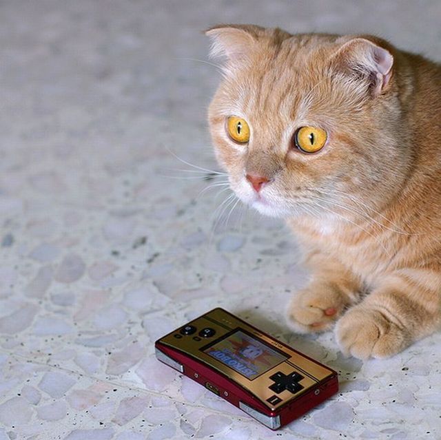 Garfield in real life (43 photos + 2 videos)