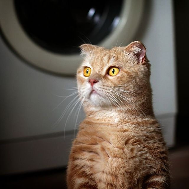 Garfield in real life (43 photos + 2 videos)