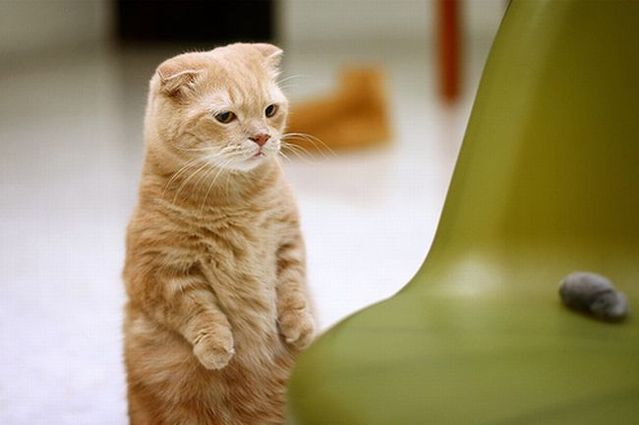 Garfield in real life (43 photos + 2 videos)