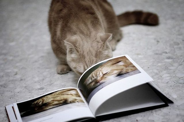 Garfield in real life (43 photos + 2 videos)