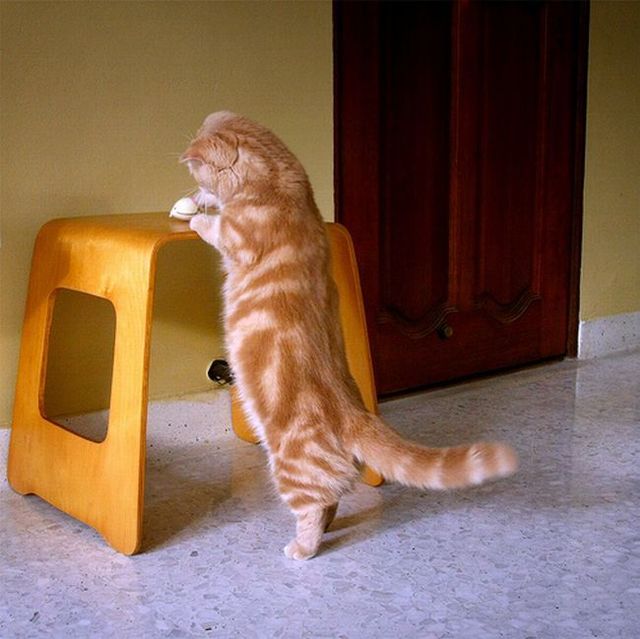 Garfield in real life (43 photos + 2 videos)