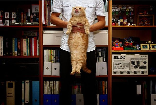 Garfield in real life (43 photos + 2 videos)