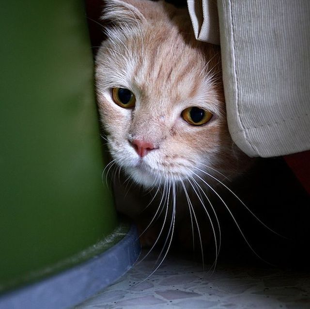 Garfield in real life (43 photos + 2 videos)