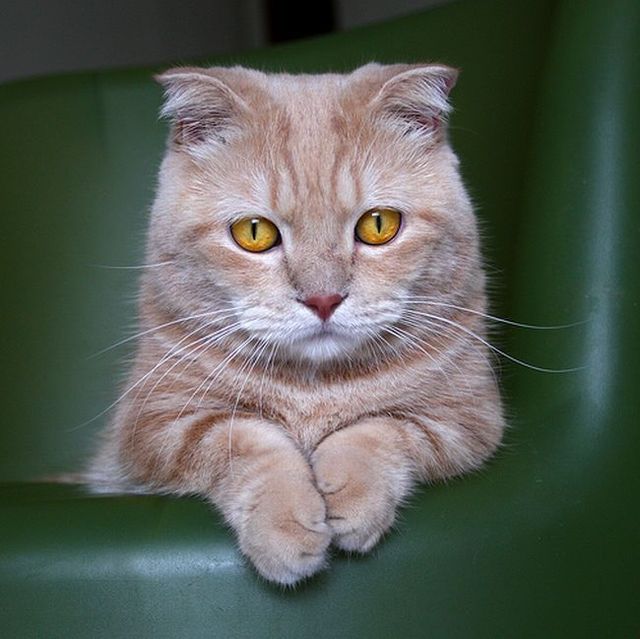 Garfield in real life (43 photos + 2 videos)