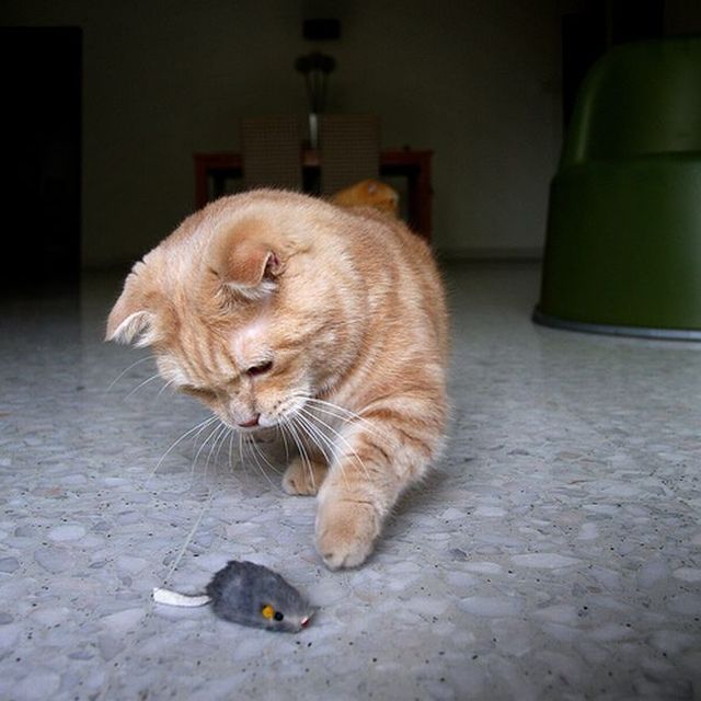 Garfield in real life (43 photos + 2 videos)