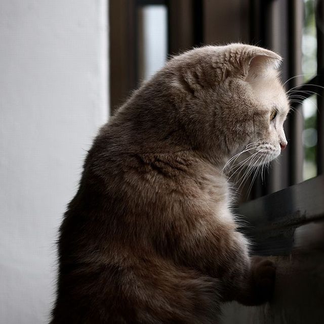 Garfield in real life (43 photos + 2 videos)