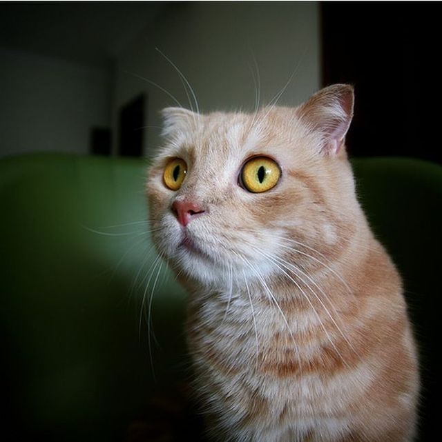 Garfield in real life (43 photos + 2 videos)