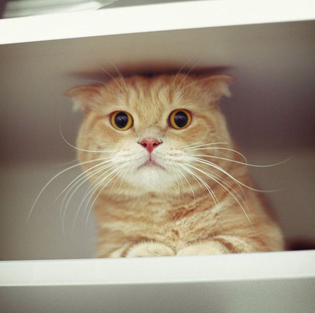 Garfield in real life (43 photos + 2 videos)