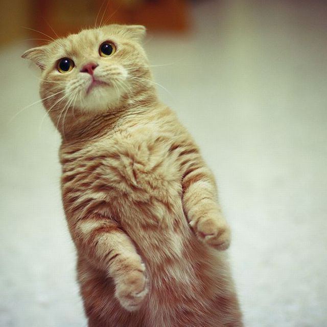 Garfield in real life (43 photos + 2 videos)