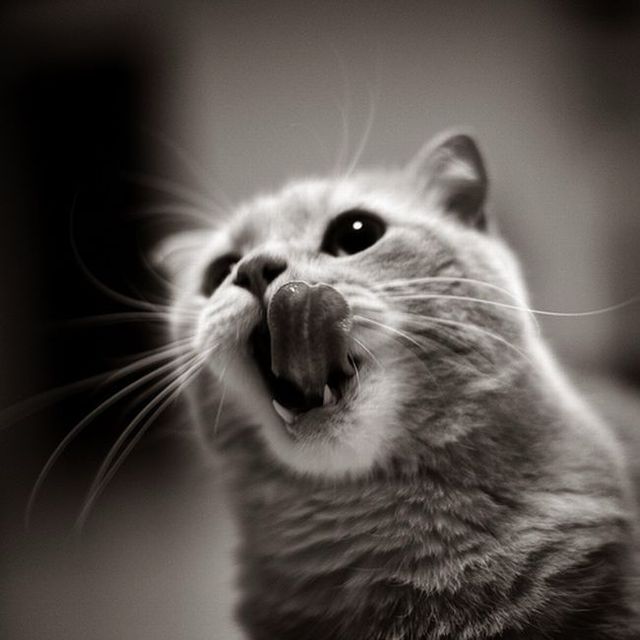 Garfield in real life (43 photos + 2 videos)
