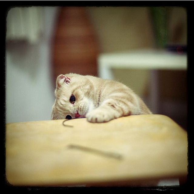 Garfield in real life (43 photos + 2 videos)