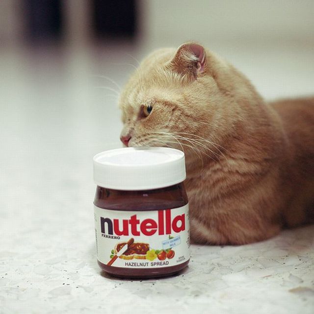 Garfield in real life (43 photos + 2 videos)