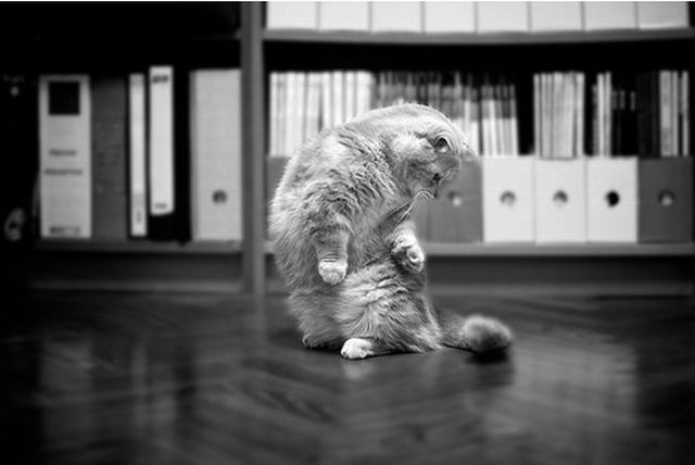 Garfield in real life (43 photos + 2 videos)