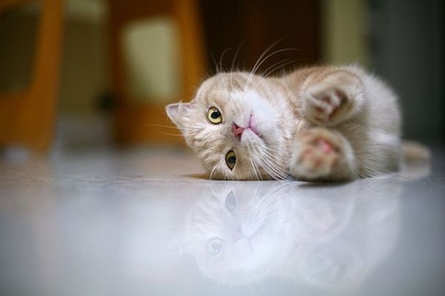 Garfield in real life (43 photos + 2 videos)