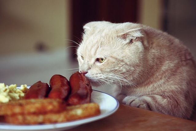Garfield in real life (43 photos + 2 videos)