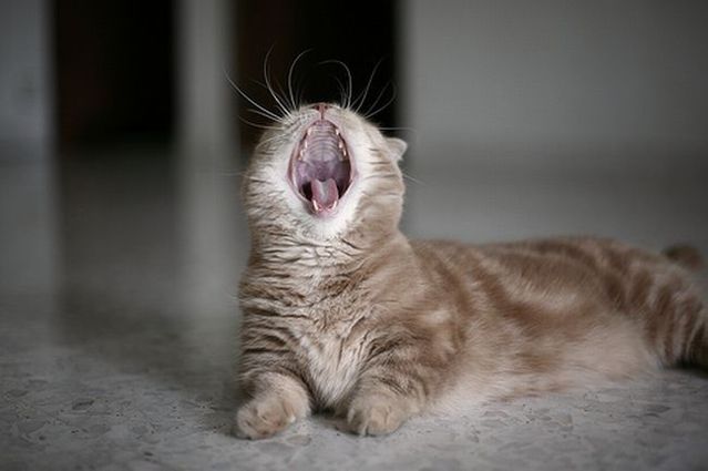 Garfield in real life (43 photos + 2 videos)