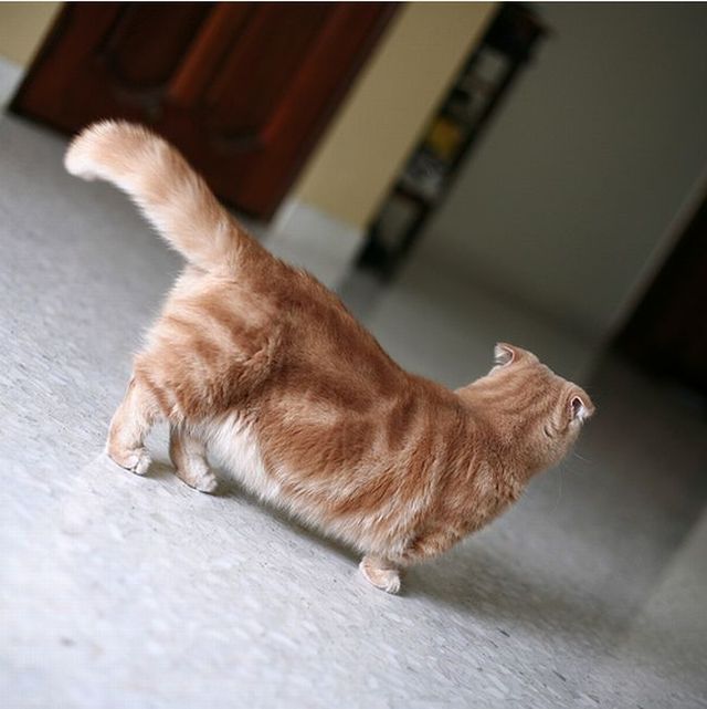 Garfield in real life (43 photos + 2 videos)